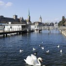 swans in Limmat